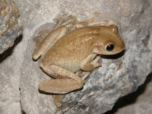 Cuban tree frog