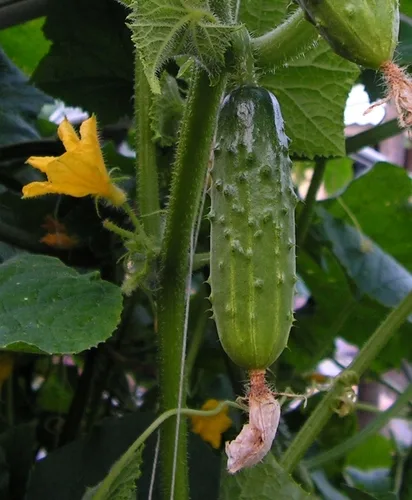 Cucumber Mosaic Virus