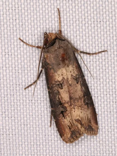Cutworm larvae