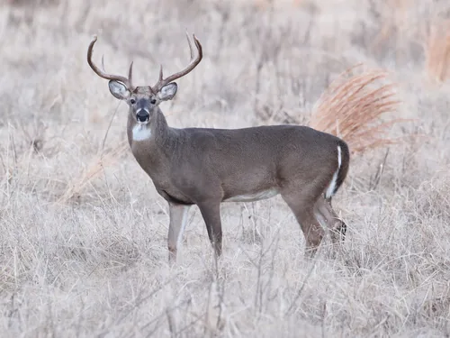 Deer