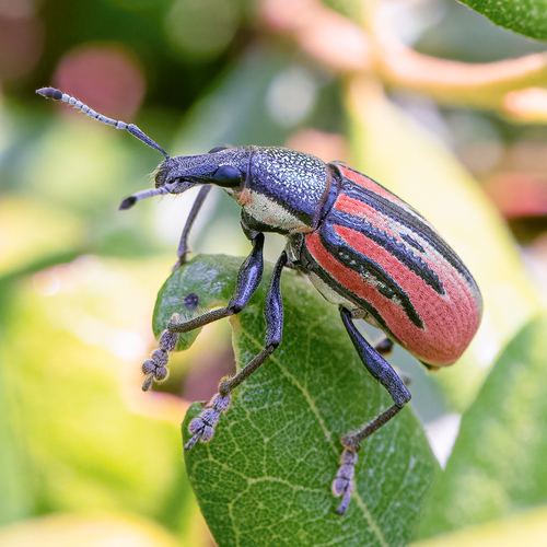 Diaprepes Root Weevil