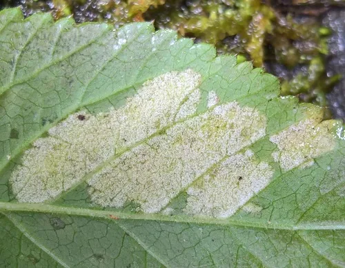 Downy Mildew