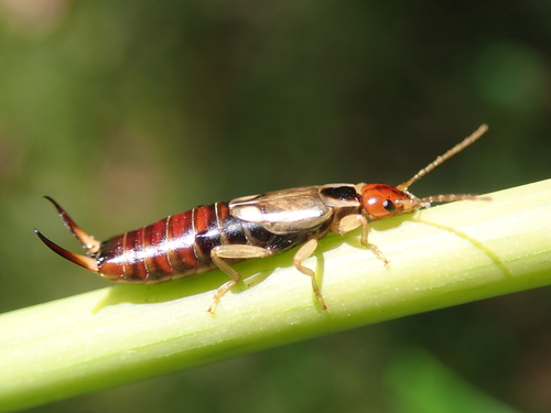 Earwig