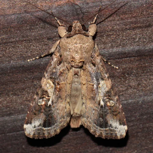 Fall Armyworm