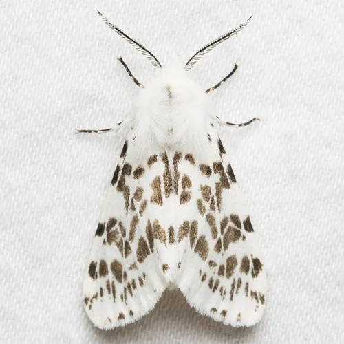 Fall Webworm