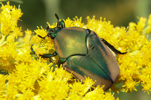 Fig Beetle