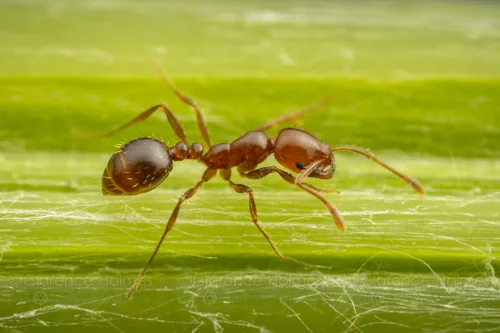 Fire Ant