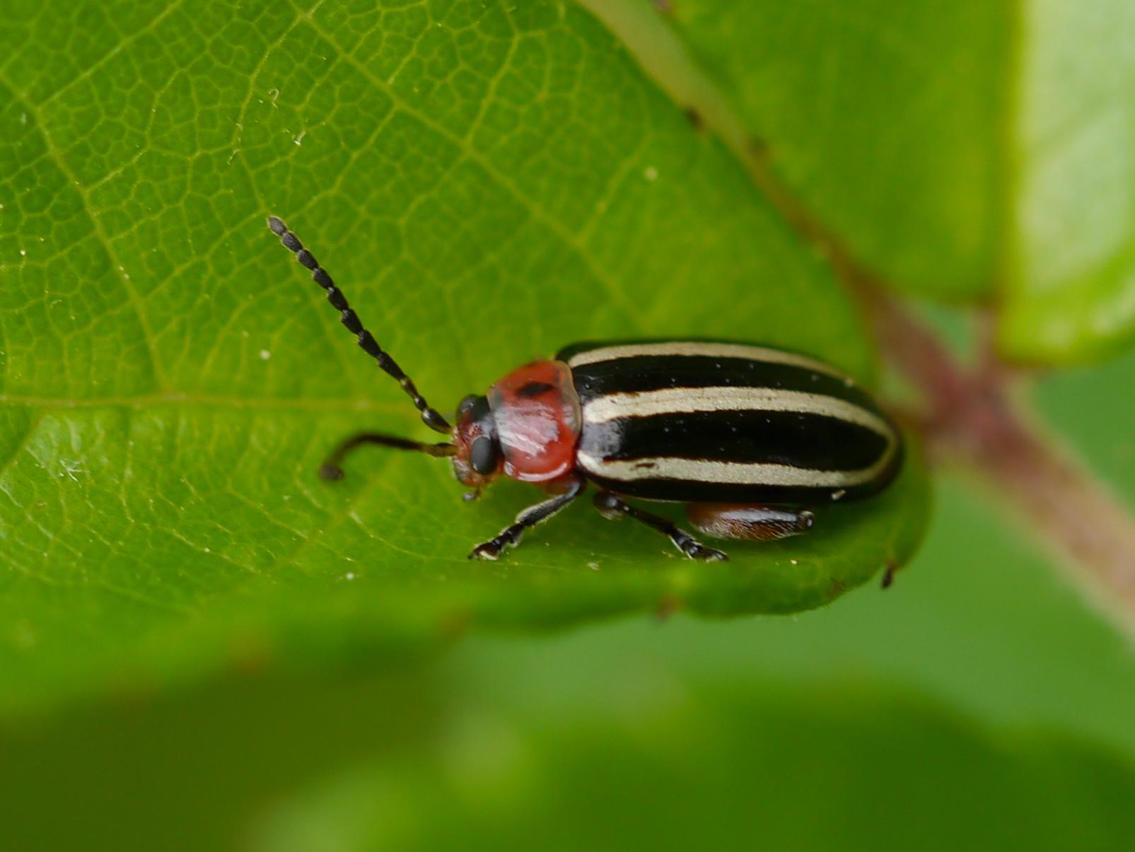 Flea Beetles