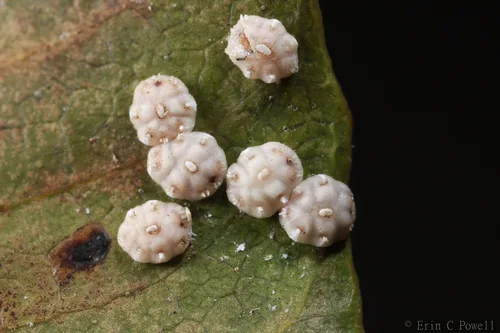 Florida wax scale