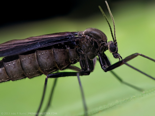 Fungus Gnat