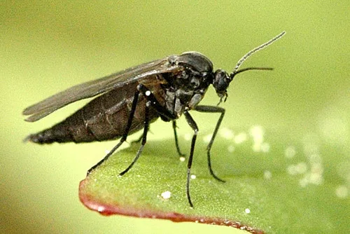 Fungus gnat larvae