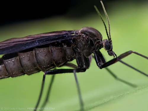 Fungus Gnats