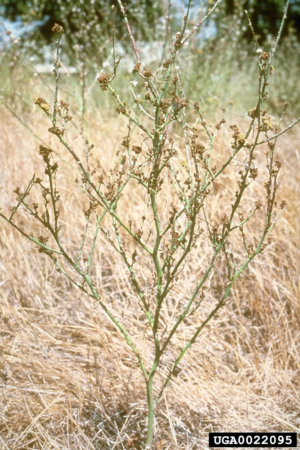 Gall Mite