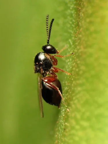 Gall wasps