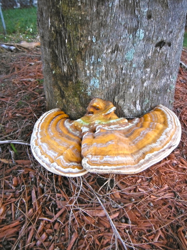 Ganoderma Butt Rot