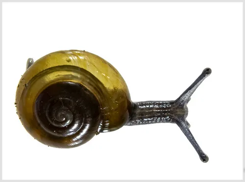 Glass snails