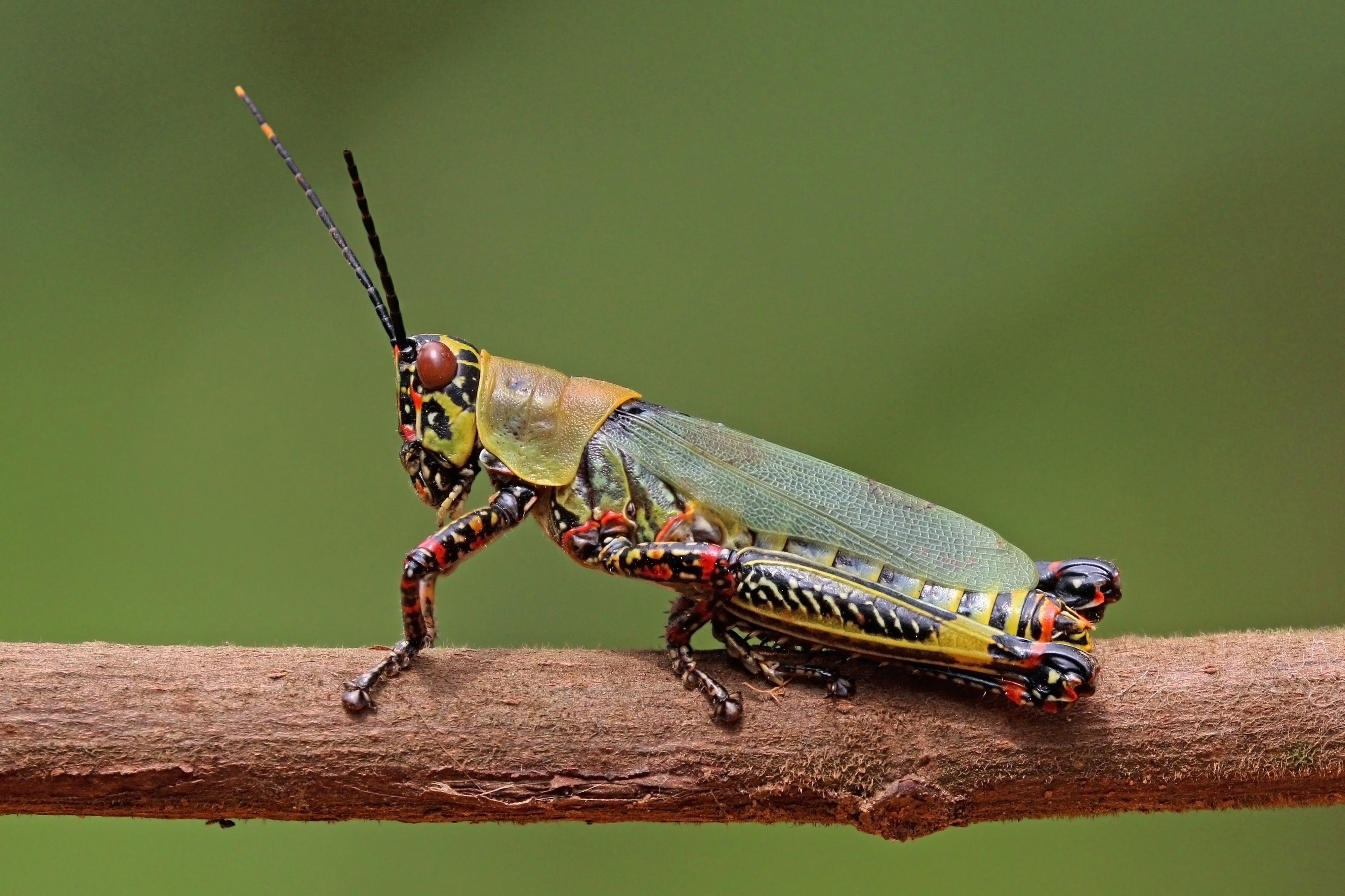 Grasshopper