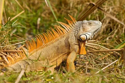 Green iguana