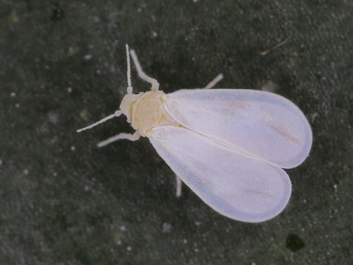 Greenhouse Whitefly