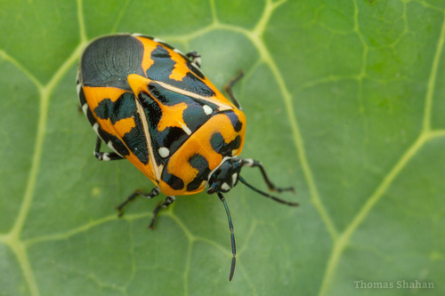 Harlequin Bug