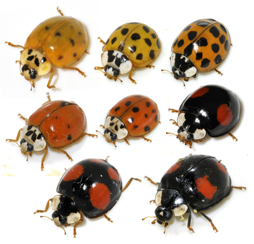 Harlequin Ladybird