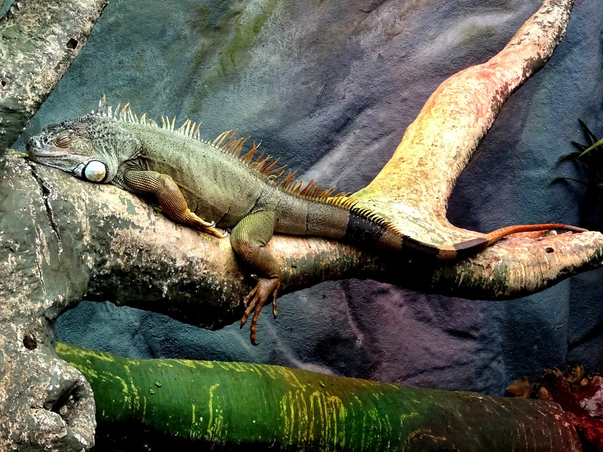 Iguana