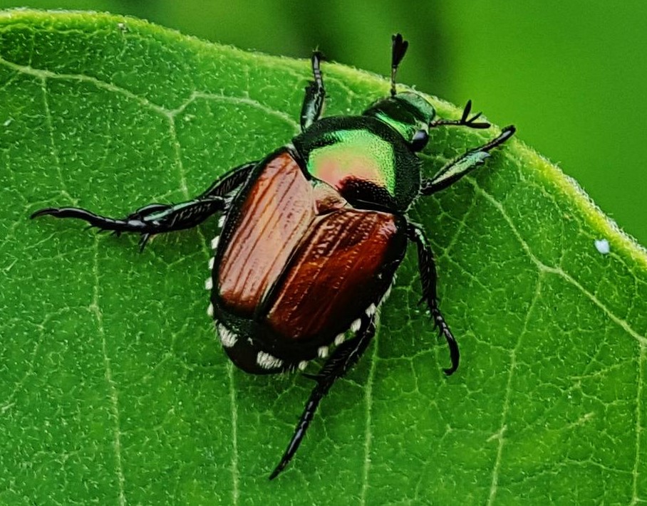 Japanese Beetles