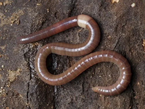 Jumping worms