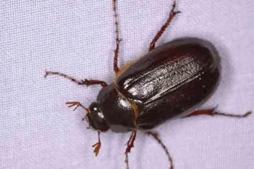 June beetle grubs
