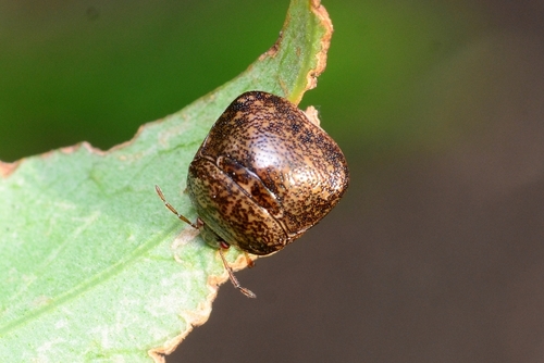 Kudzu Bug