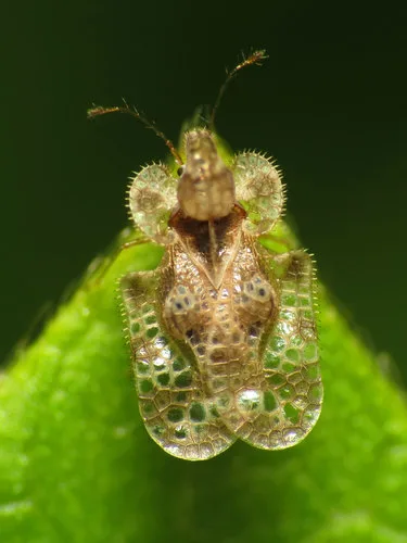 Lace bugs