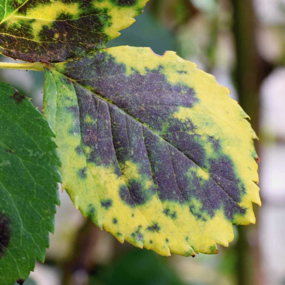Leaf Blight