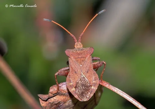 Leaf-footed bugs