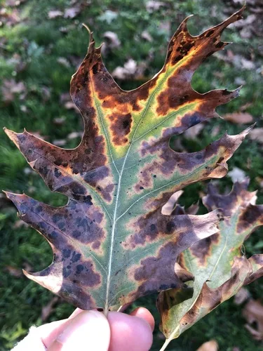Leaf scorch