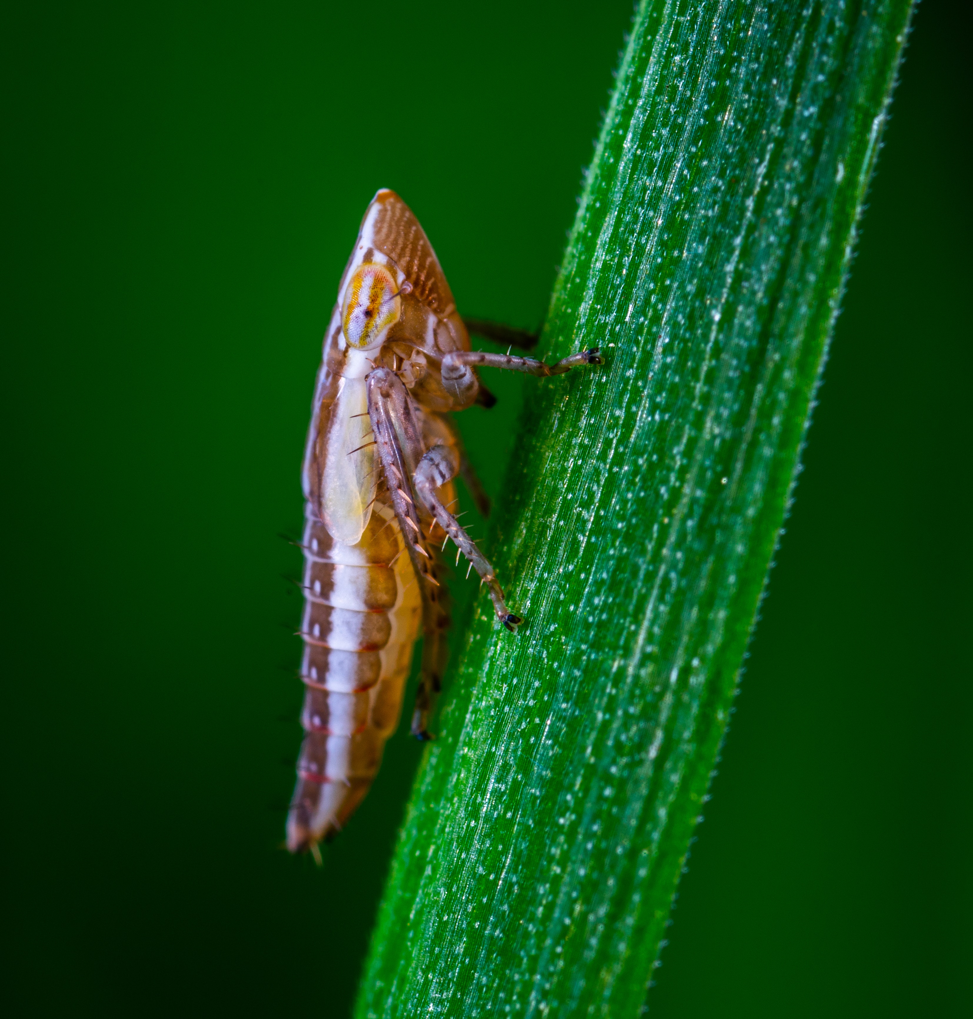 Leafhoppers