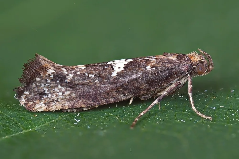 Leek Moth