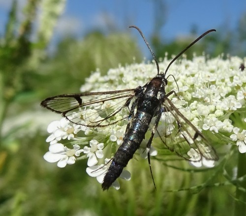 Lesser Peachtree Borer