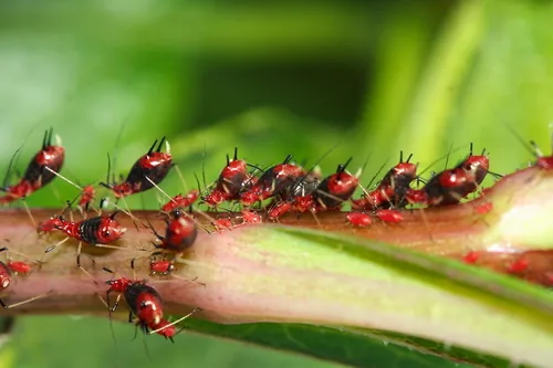 Lettuce Aphid