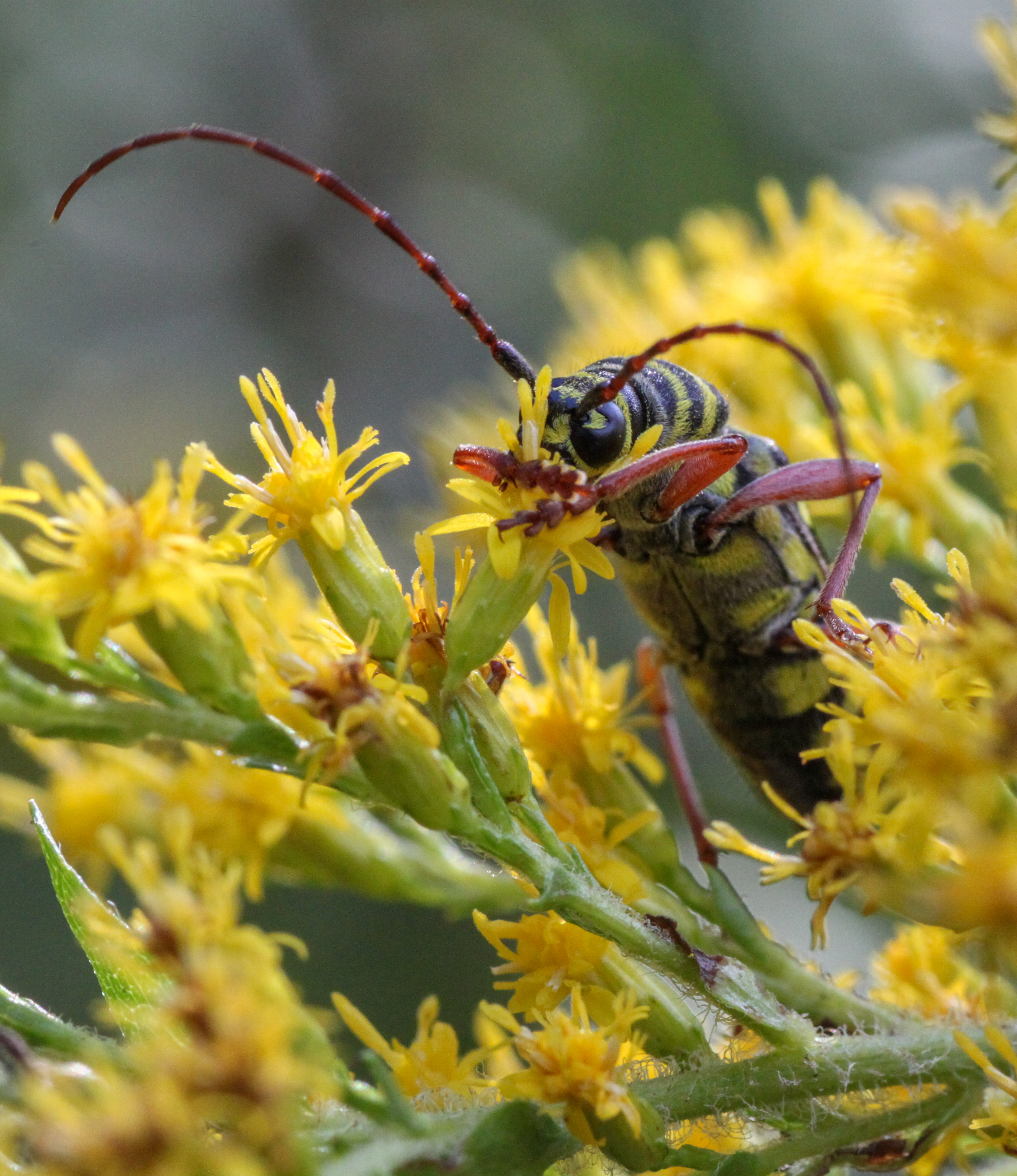 Locust Borer