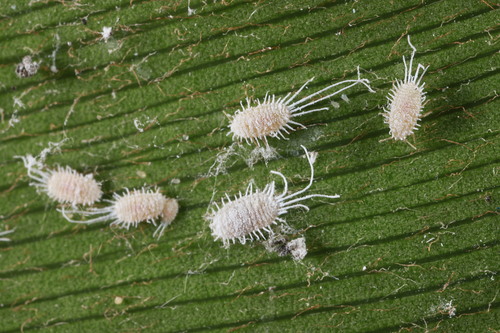 Longtailed Mealybug