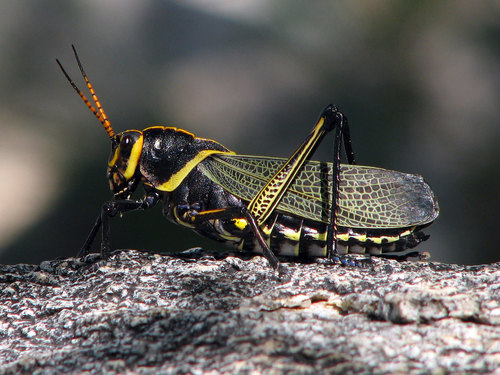 Lubber Grasshopper