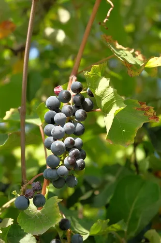 Magnesium deficiency