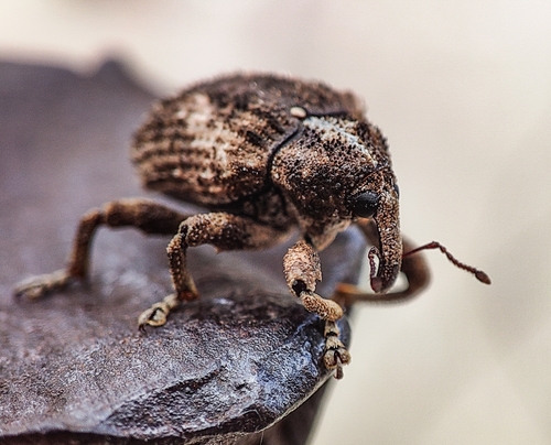 Mango Seed Weevil
