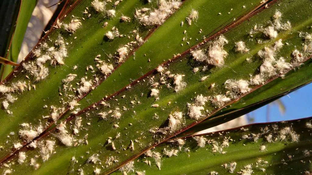 Mealybugs