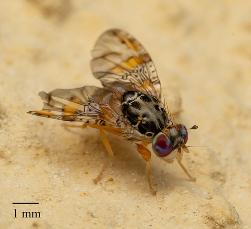 Mediterranean Fruit Fly