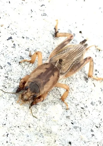 Mole crickets