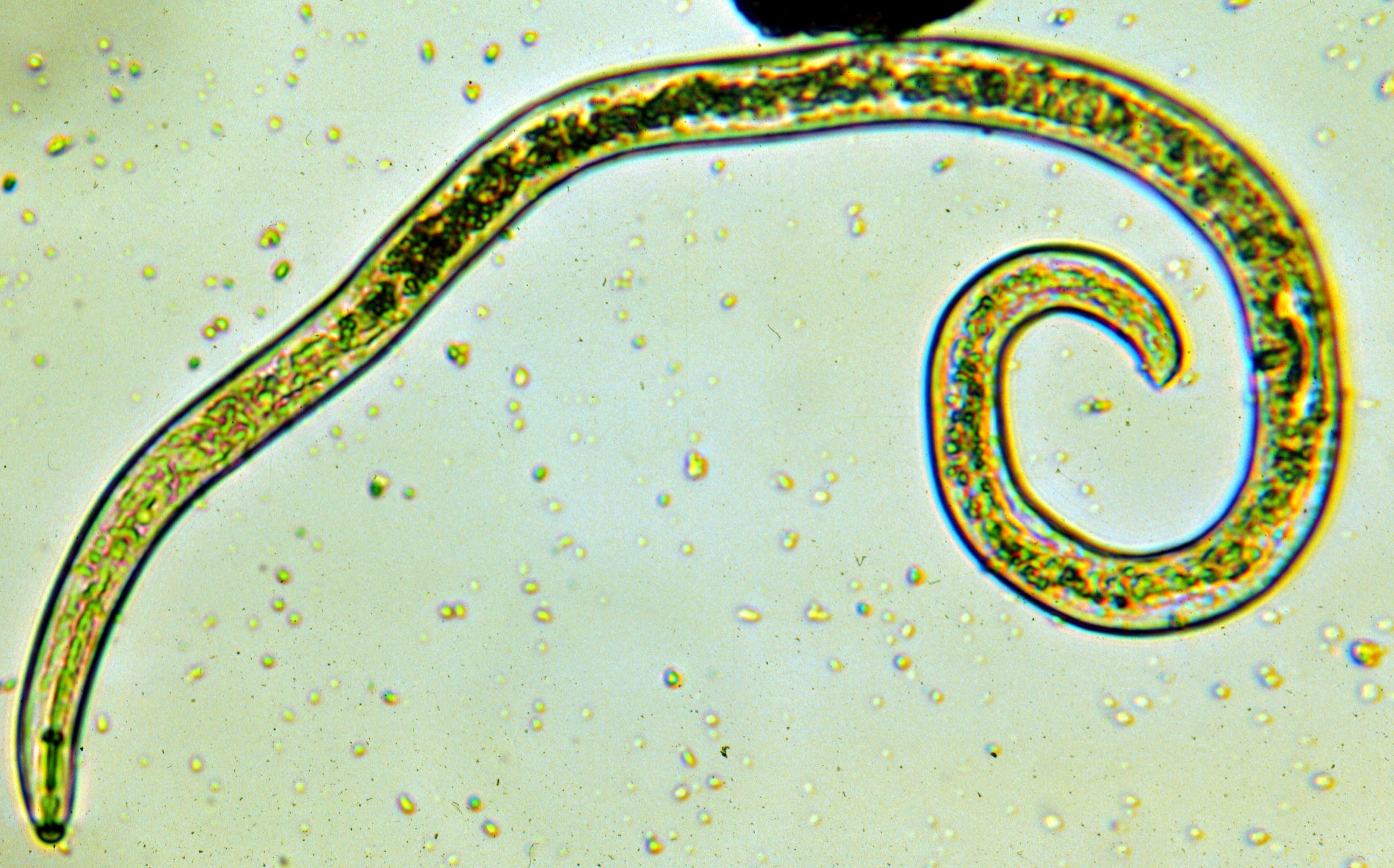 Nematodes