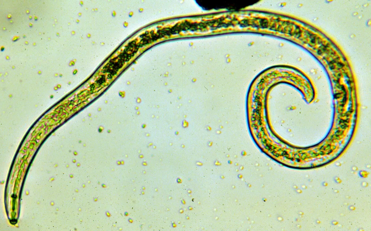Nematodes
