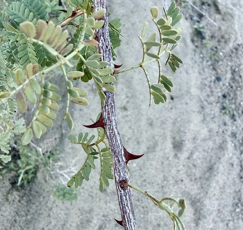 Nitrogen deficiency