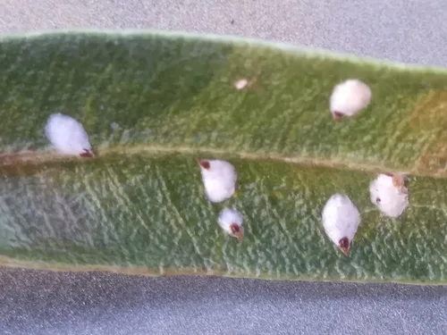 Oleander scale